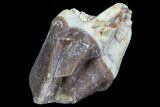 Hyracodon (Running Rhino) Molar - South Dakota #90297-2